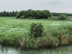 -贡湖湾湿地公园
