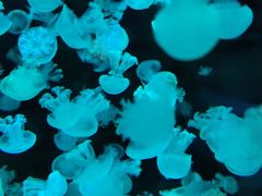 -石家庄极地海洋世界