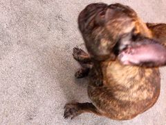 -PETKIT 小佩宠物·低压洗护·美容·寄养(安远店)