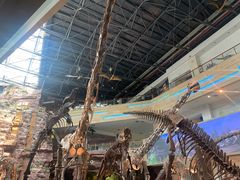 -安徽省地质博物馆