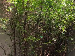 -森SPA·泰式按摩·精油Massage(宝安中心店)