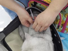 -纳吉亚猫专科动物诊疗中心(蒋宅口分院)
