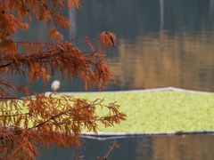 -重庆彩云湖湿地公园