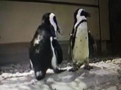 -圣地亚哥动物园