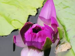 -莲花池公园