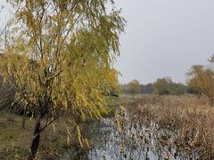 -贡湖湾湿地公园