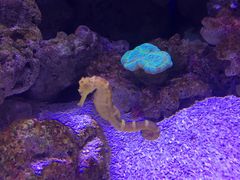 -迪拜水族馆及水下动物园