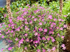 -大自然花鸟鱼虫市场