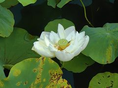 -黄兴公园