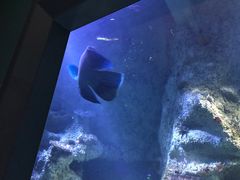 -悉尼海洋生物水族馆