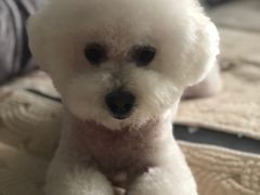 -Pets First伊珊娜洗护·精致美容·家庭式寄养(新会路店)