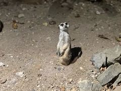 -清迈夜间动物园