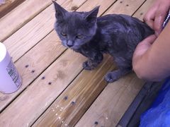 -喵百万·布偶·蓝金金渐层英短·猫舍(百子湾店)