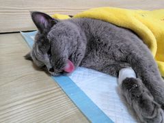 -乐派堂宠物医院·猫友好· 心脏科(东街店)