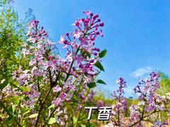 -国家植物园