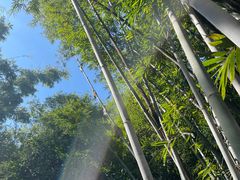 -丰依竹食·老牌竹筒饭