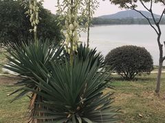 -羊山湖公园