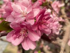 -海棠花溪(元大都城垣遗址公园)