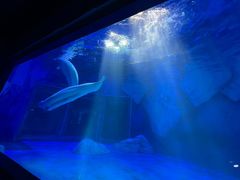 -上海海昌海洋公园-冰山北极馆