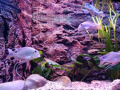 -上海海洋水族馆