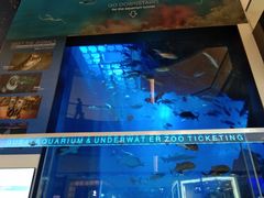 -迪拜水族馆及水下动物园