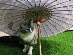 -白兔子密室(长寿路店)