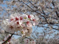 -顾村公园