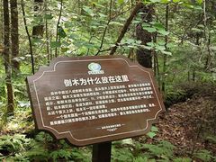 -汤旺河林海奇石景区