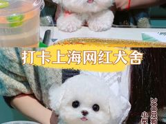 -萌宠之家·腊肠犬·马尔泰·小体犬舍