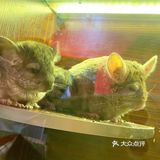 150元带宝宝去看可爱的羊驼吧[双手合十]