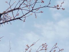 -洋湖国家湿地公园