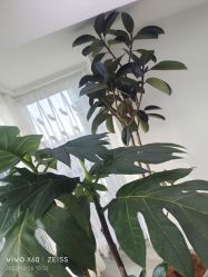 -HEYAN荷妍专业脱毛连锁机构