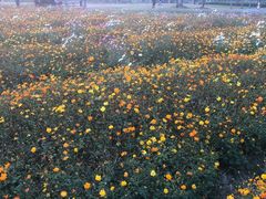 -径山花海