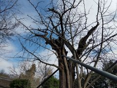 -上海佘山国家森林公园天马山园