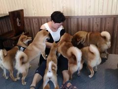 -柴源莊·柴小宠柴犬咖啡