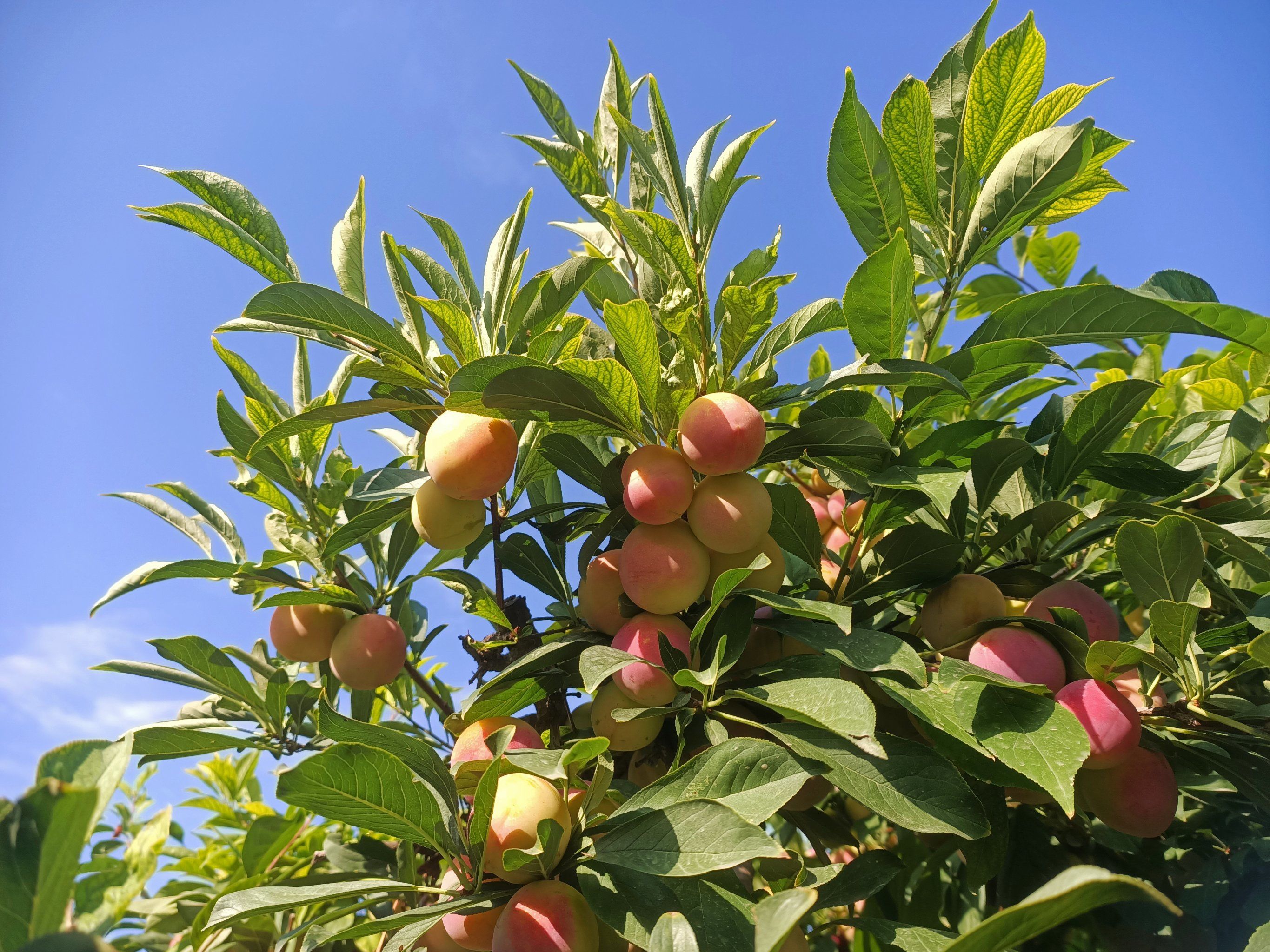 今日份:去摘李子啦!