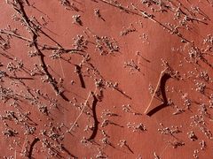 -麦当劳(农光里店)