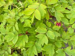 -龙大花卉苗木市场