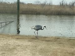 -盐城丹顶鹤湿地生态旅游区