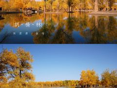-金塔沙漠胡杨林景区