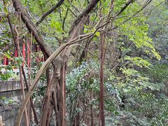 -广州市白云山风景名胜区