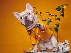 -PETKIT 小佩宠物·低压洗护·美容·寄养(安远店)