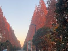 -黄海国家森林公园