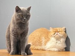 -这儿没有猫·猫咖萌宠馆·撸猫