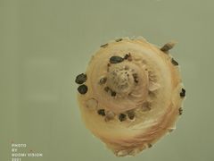 -青岛贝壳博物馆