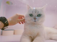 -喵的天空名猫咖啡馆·撸猫·猫舍·用品