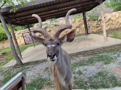 -清迈夜间动物园