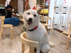 -柴迷FANS CLUB·柴犬狗咖·猫咖