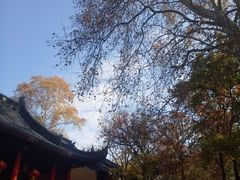 -灵谷景区