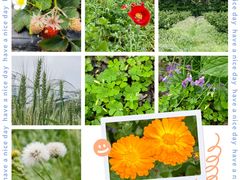 -前小桔亲子创意农场·草莓采摘·露营烧烤